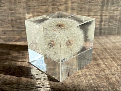 Specimen Cube: Dandelion Large