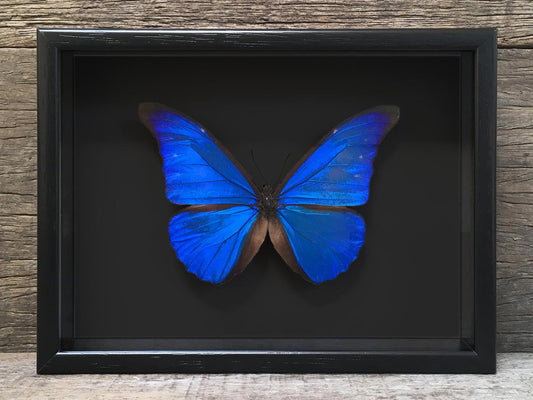 Morpho rhetenor Black