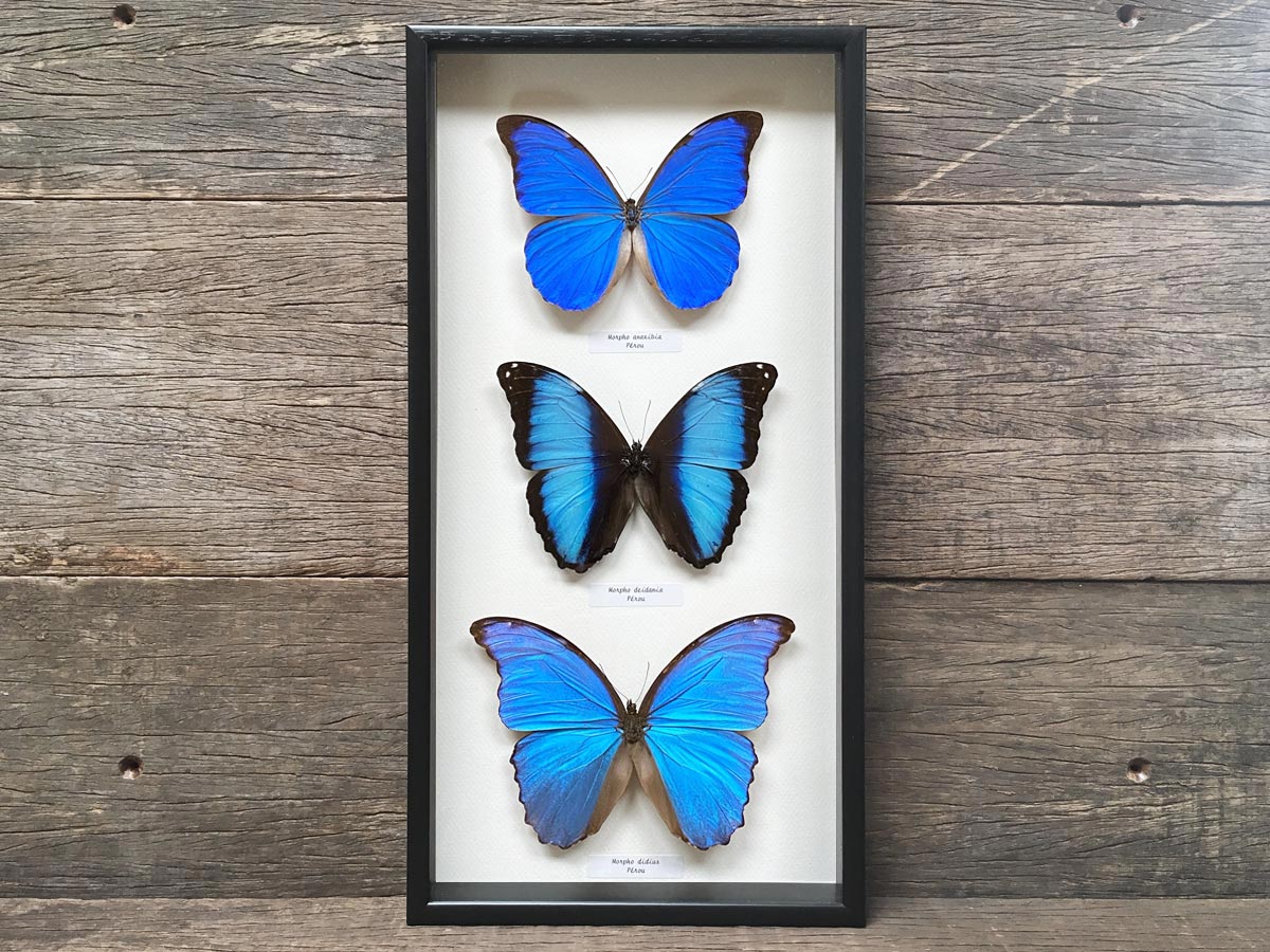 Morpho Trio