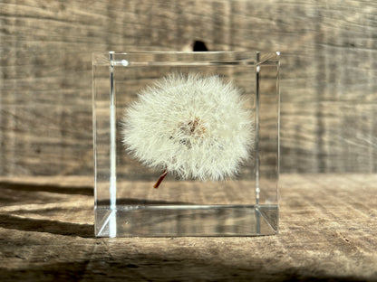 Specimen Cube: Dandelion Large