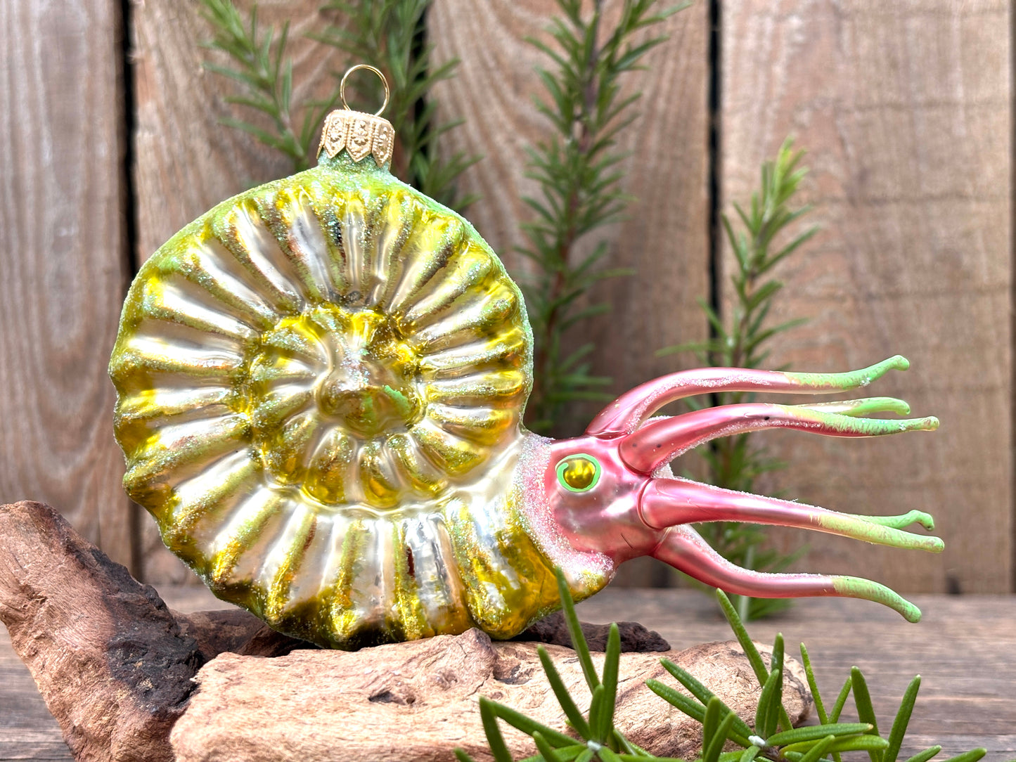 Christmas Ammonite