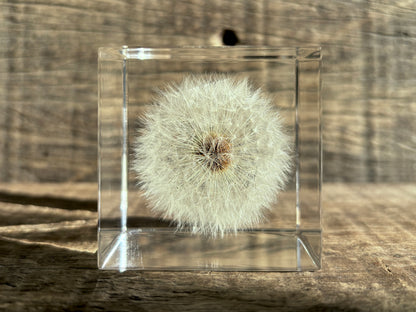 Specimen Cube: Dandelion Large