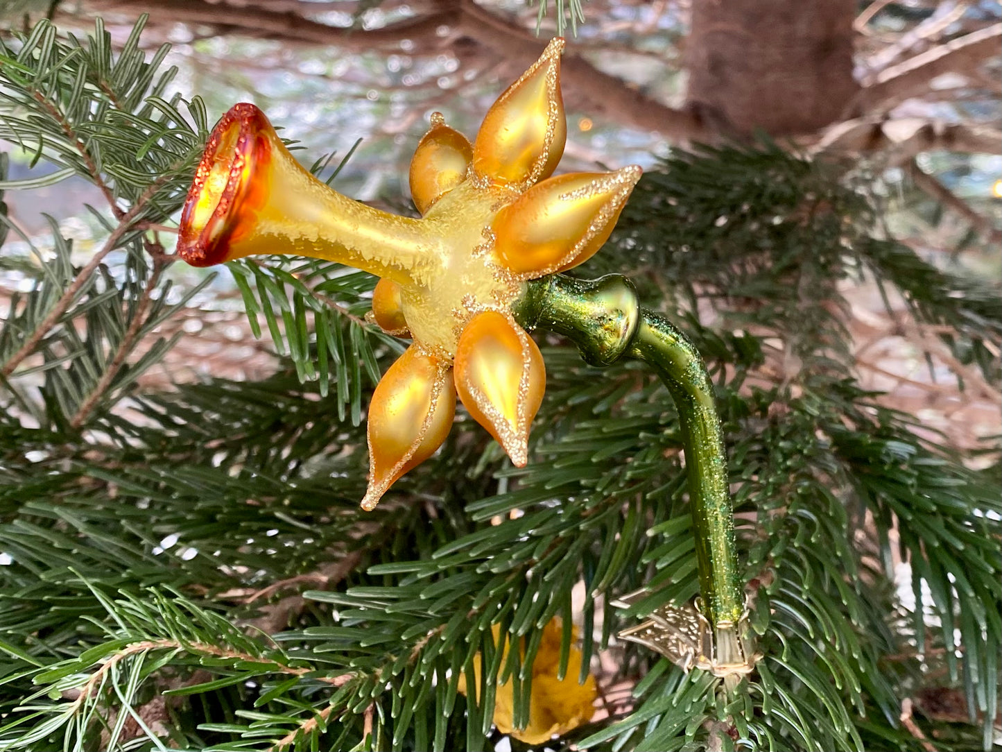 Christmas Daffodil