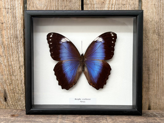 Morpho violacea