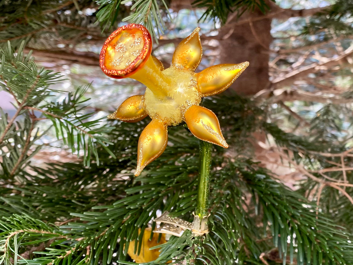 Christmas Daffodil