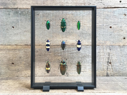 Jewel Beetle Vitrine