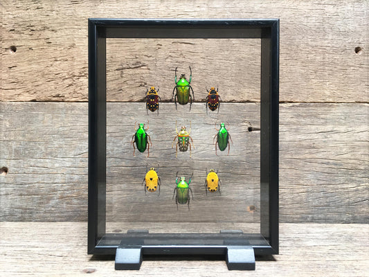 Scarabaeidae Vitrine