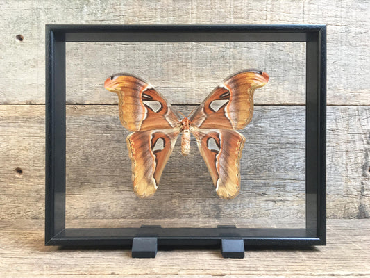 Attacus atlas Vitrine