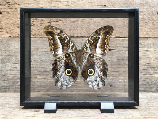 Caligo eurilochus vitrine