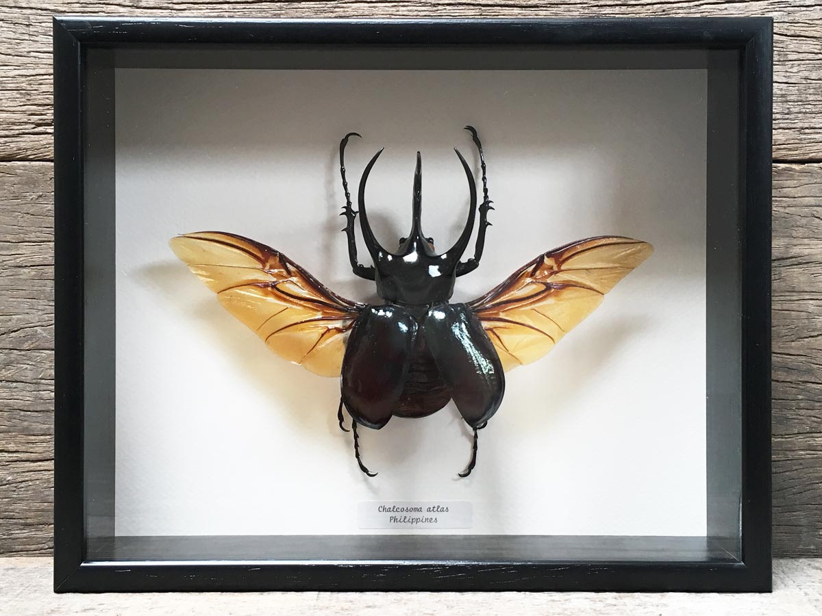 Chalcosoma atlas