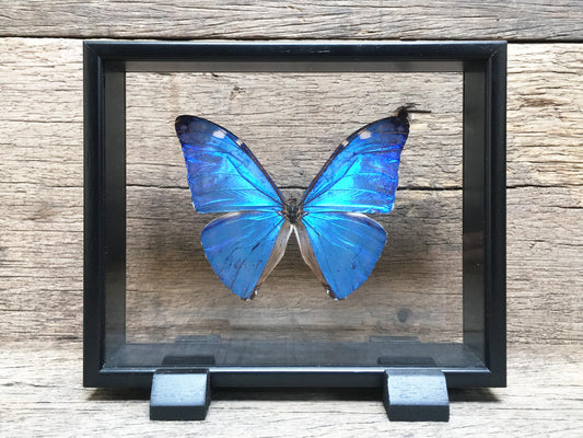 Morpho adonis vitrine