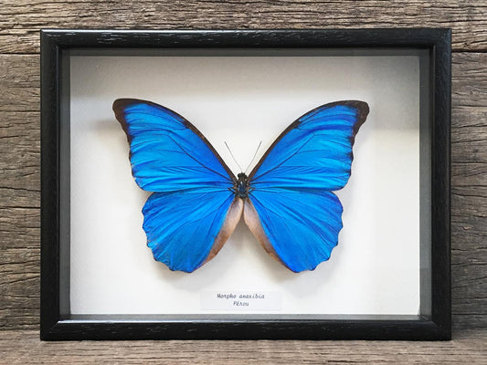 Morpho anaxibia