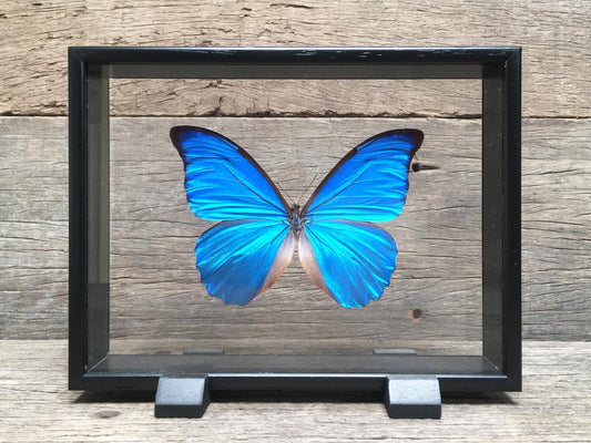 Morpho anaxibia vitrine