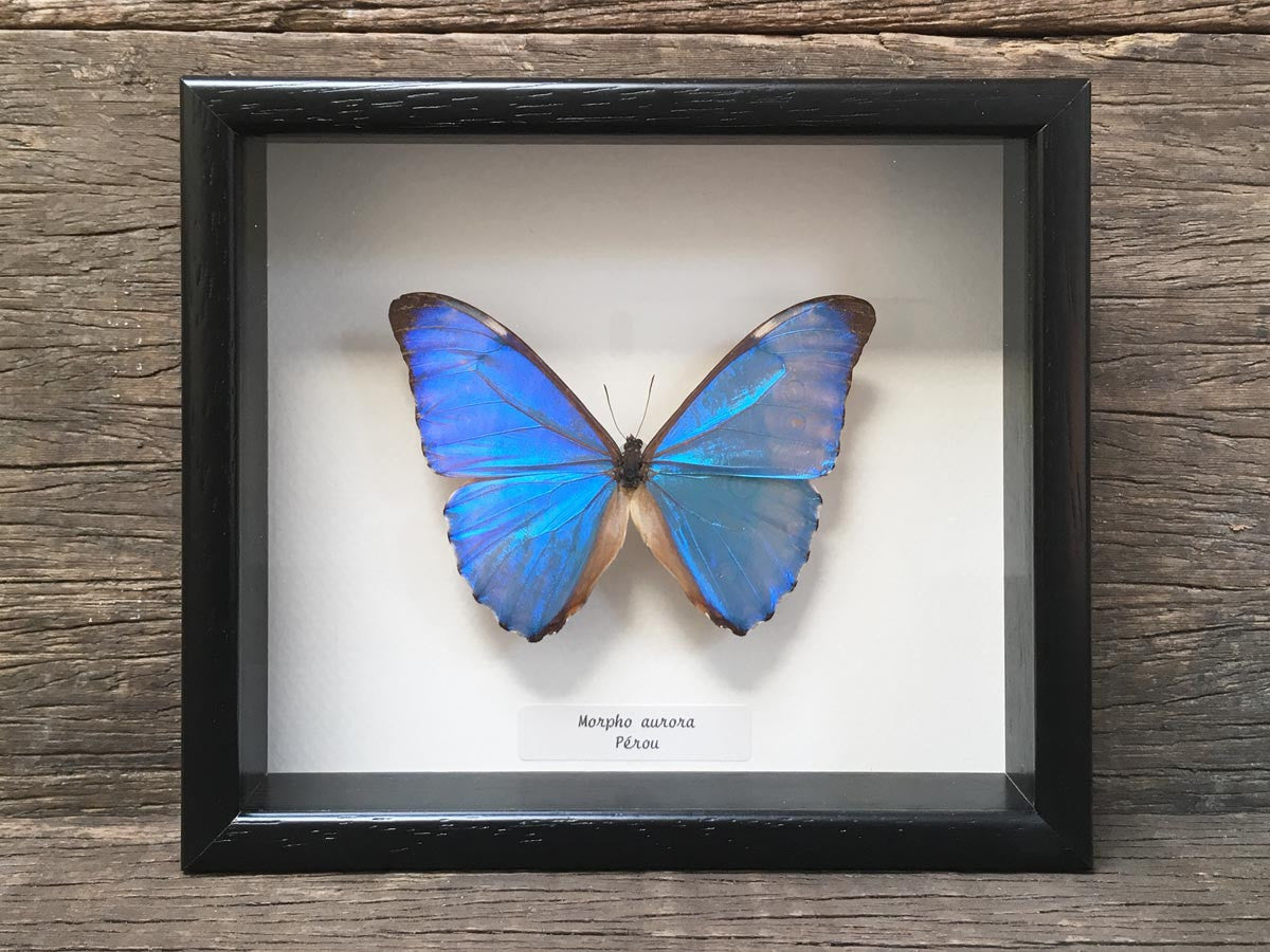 Morpho aurora