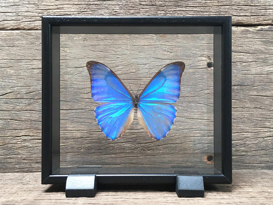 Morpho aurora Vitrine