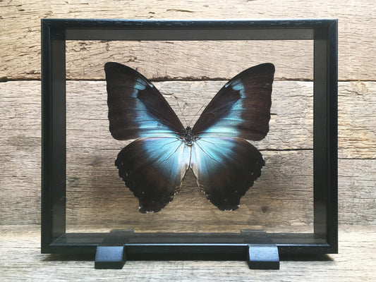 Morpho cisseis vitrine