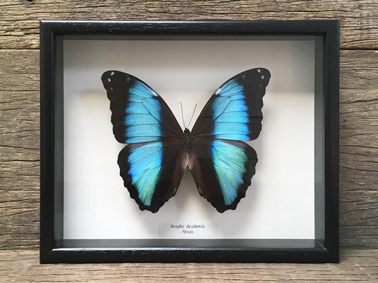 Morpho deidamia