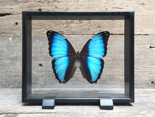 Morpho deidamia vitrine