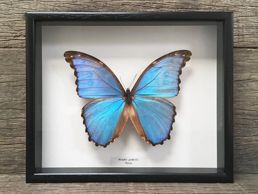 Morpho godarti