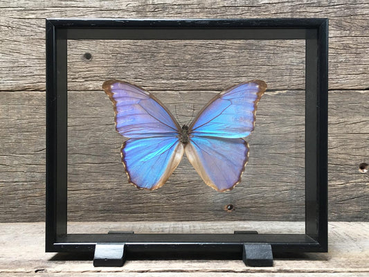 Morpho assarpai Vitrine