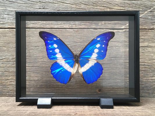 Morpho helena Vitrine