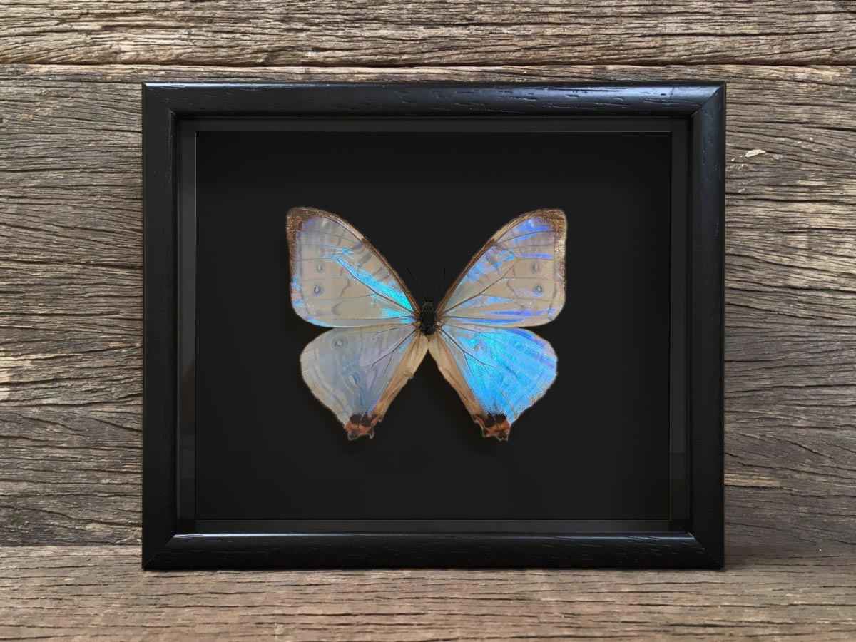 Morpho sulkowskyi