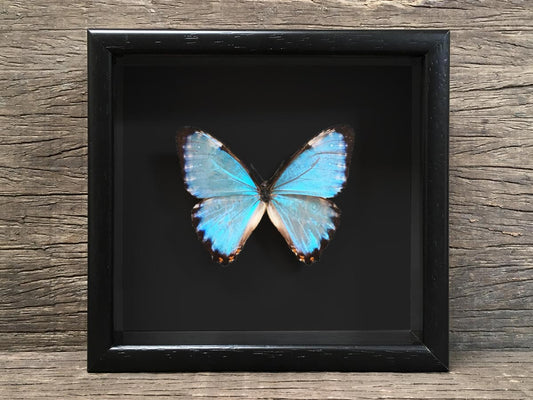 Morpho thamyris