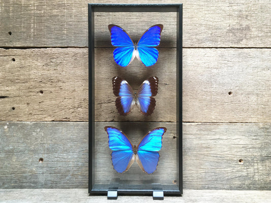 Morpho Trio Vitrine