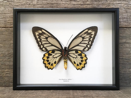 Ornithoptera lydius