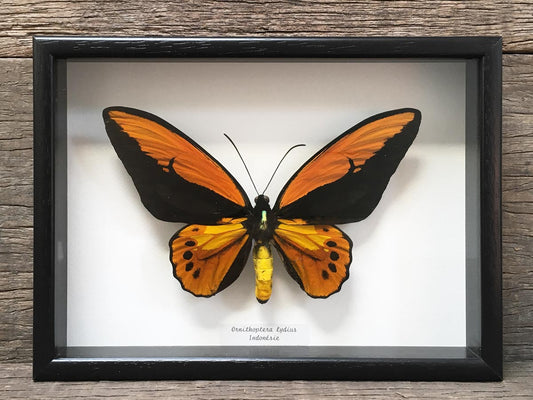 Ornithoptera lydius