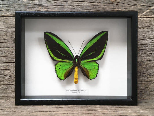 Ornithoptera priamus