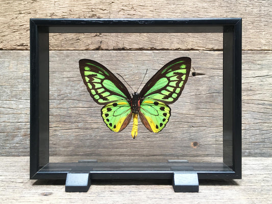 Ornithoptera priamus vitrine