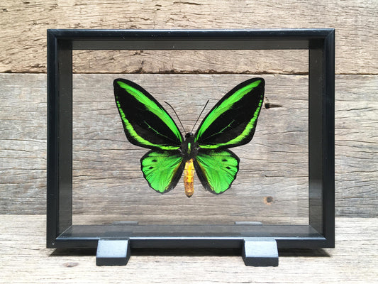 Ornithoptera priamus vitrine