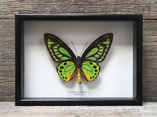 Ornithoptera priamus