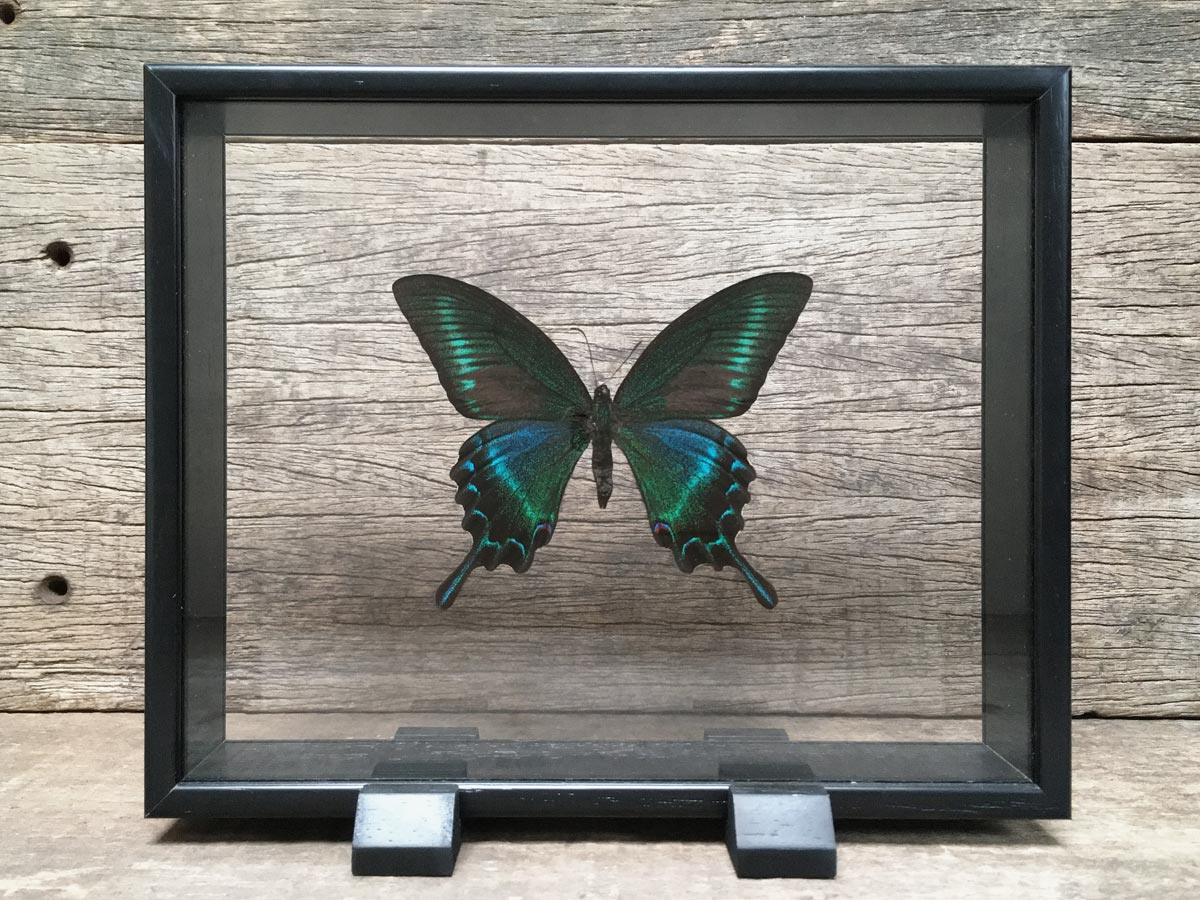 Papilio bianor Vitrine