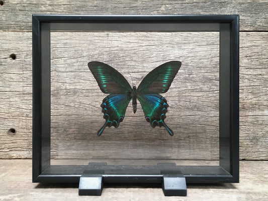 Papilio bianor Vitrine