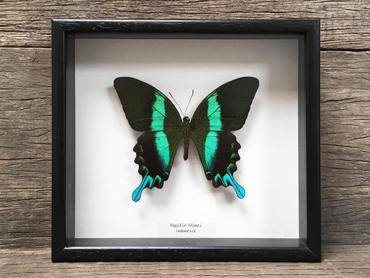 Papilio blumei