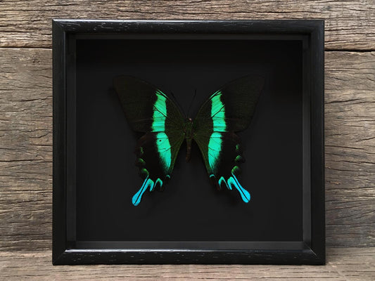 Papilio blumei