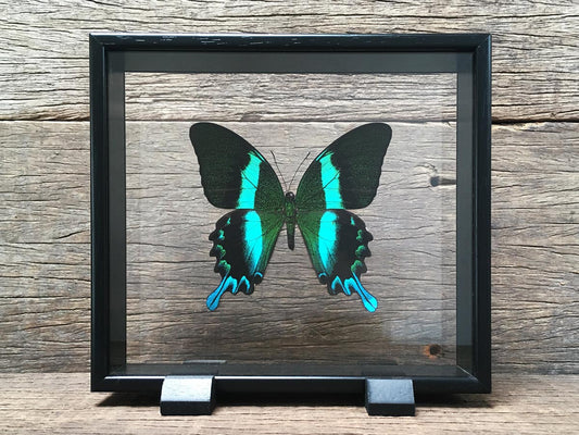 Papilio blumei Vitrine