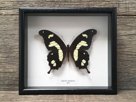 Papilio hesperus