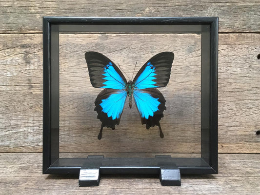 Papilio ulysses Vitrine