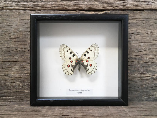 Parnassius imperator