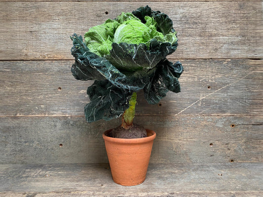 Textile Cabbage with Stem