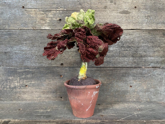 Textile Cabbage with Stem