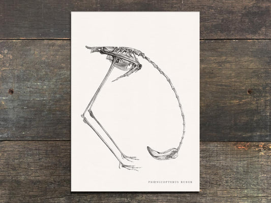 Osteology: Flamingo