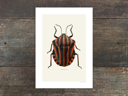 Graphosoma lineatum