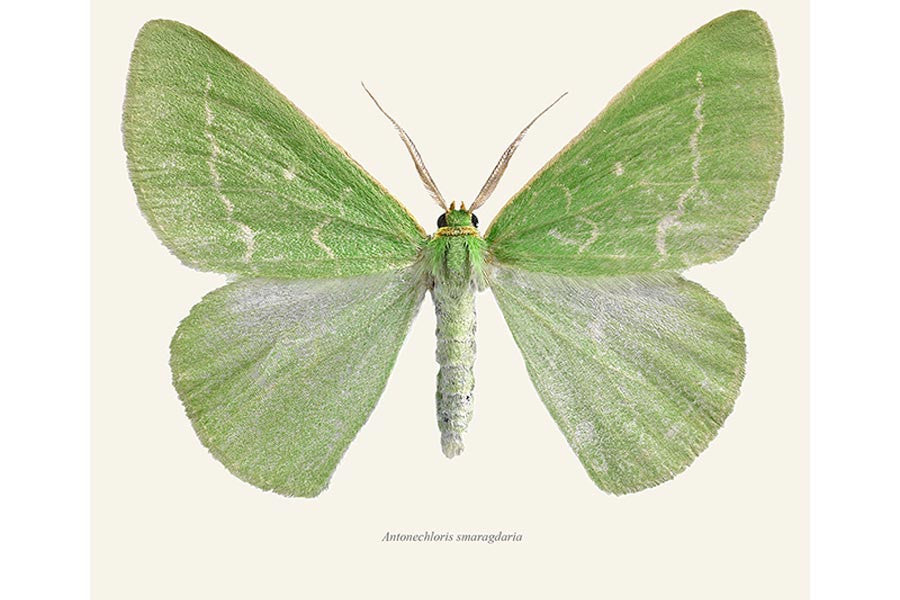 Antonechloris smaragdaria