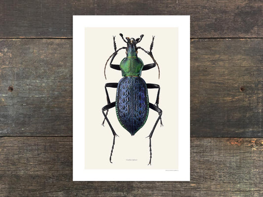 Carabus lafossi