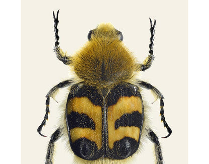 Trichius fasciatus