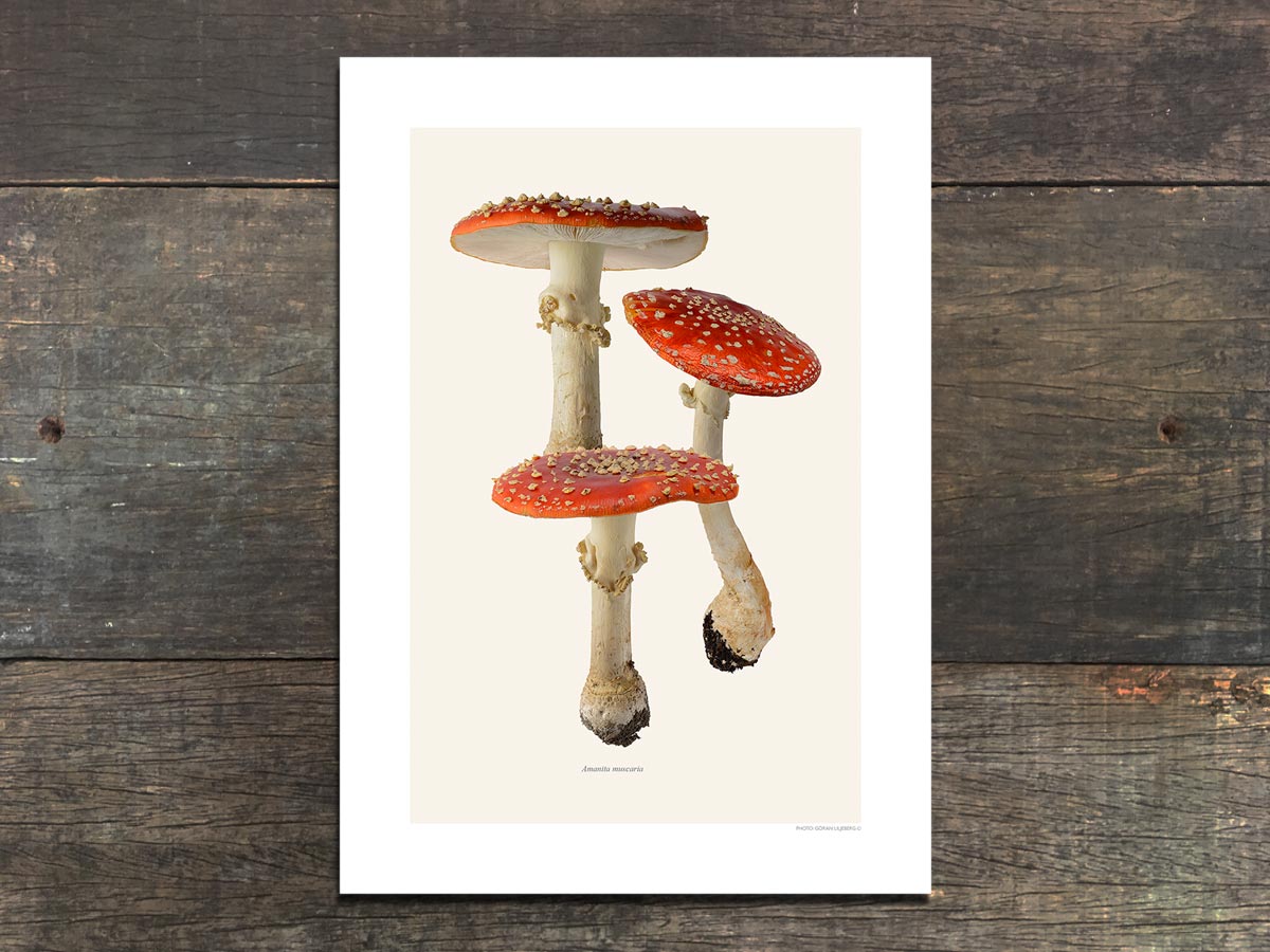 Amanita muscaria, Trio